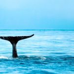 Adventure travel trips with whale watching