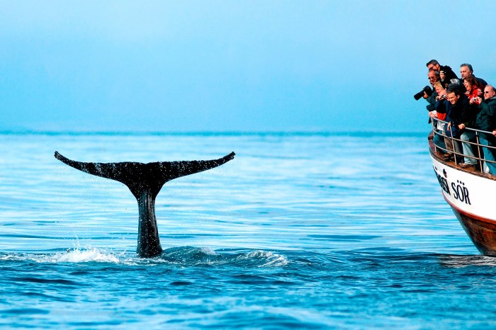 Adventure travel trips with whale watching